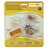 Life Cycle Of A Honey Bee Figures Safari Ltd - Radar Toys