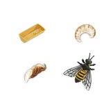 Life Cycle Of A Honey Bee Figures Safari Ltd - Radar Toys